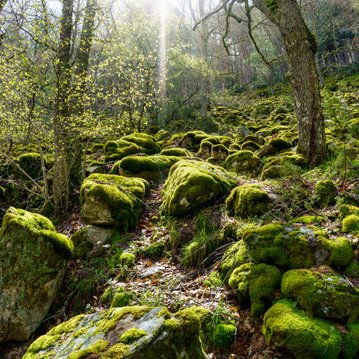 Reclamación de legítimas en Petilla de Aragón